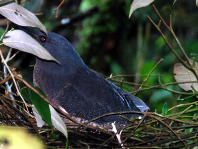Zigzag heron