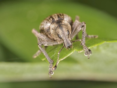 A Weevil
