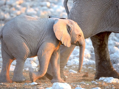 African Bush Elephant