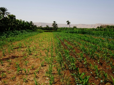 Agricultural land (arable soils)