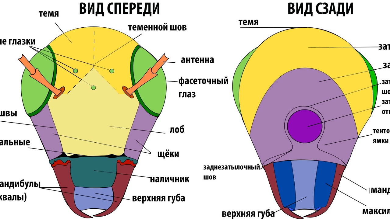 Comparison diagram showing insect body segments (head, thorax, abdomen) and an arachnid's two segments (cephalothorax and abdomen) with labeled legs.