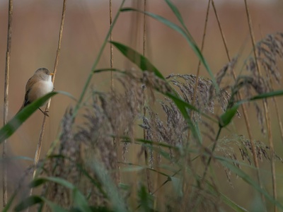 Bearded Reedling