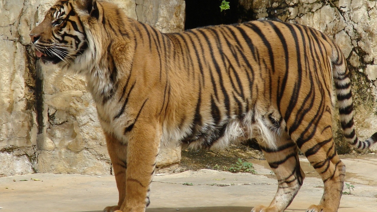 Siberian tiger in natural habitat showing coat pattern and posture.
