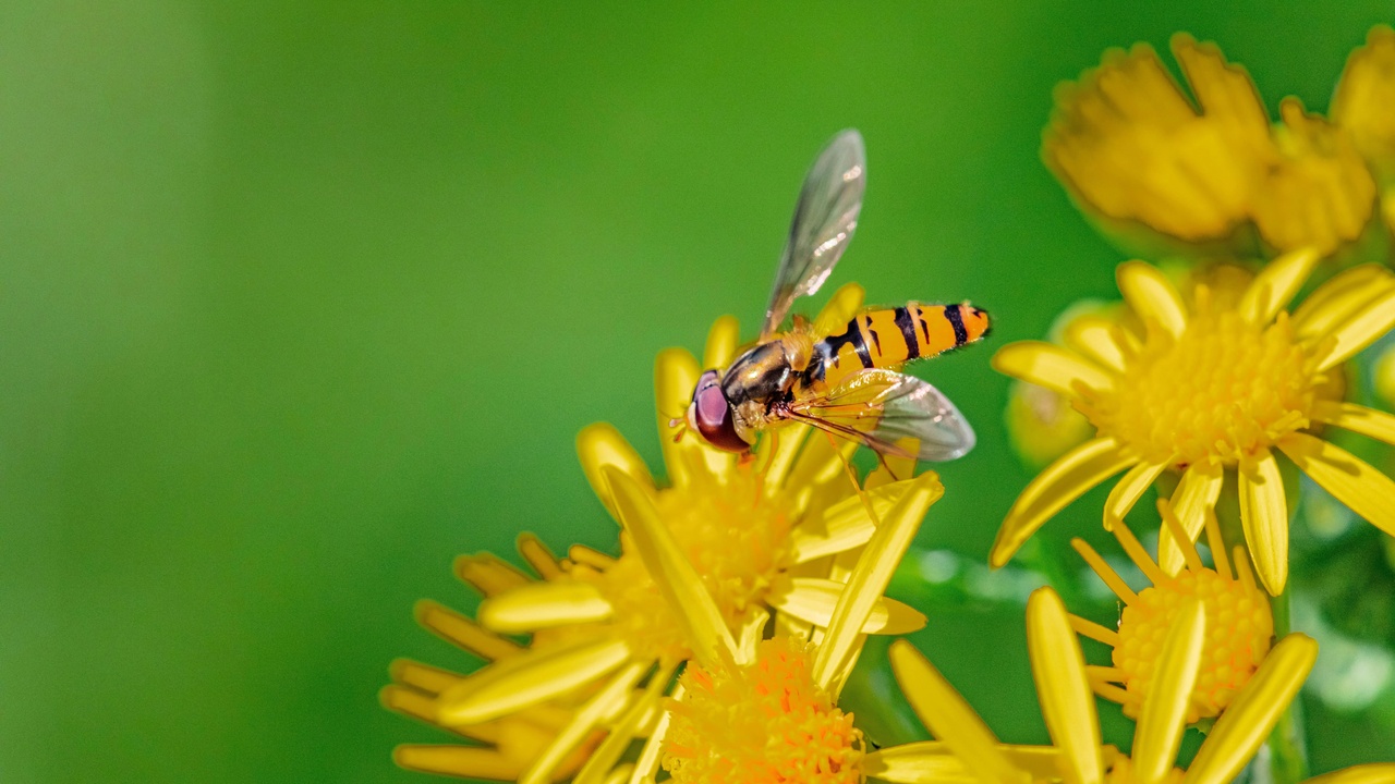 Collage showing bees pollinating a flower, a spider on its web, and an insect pest on a crop leaf.