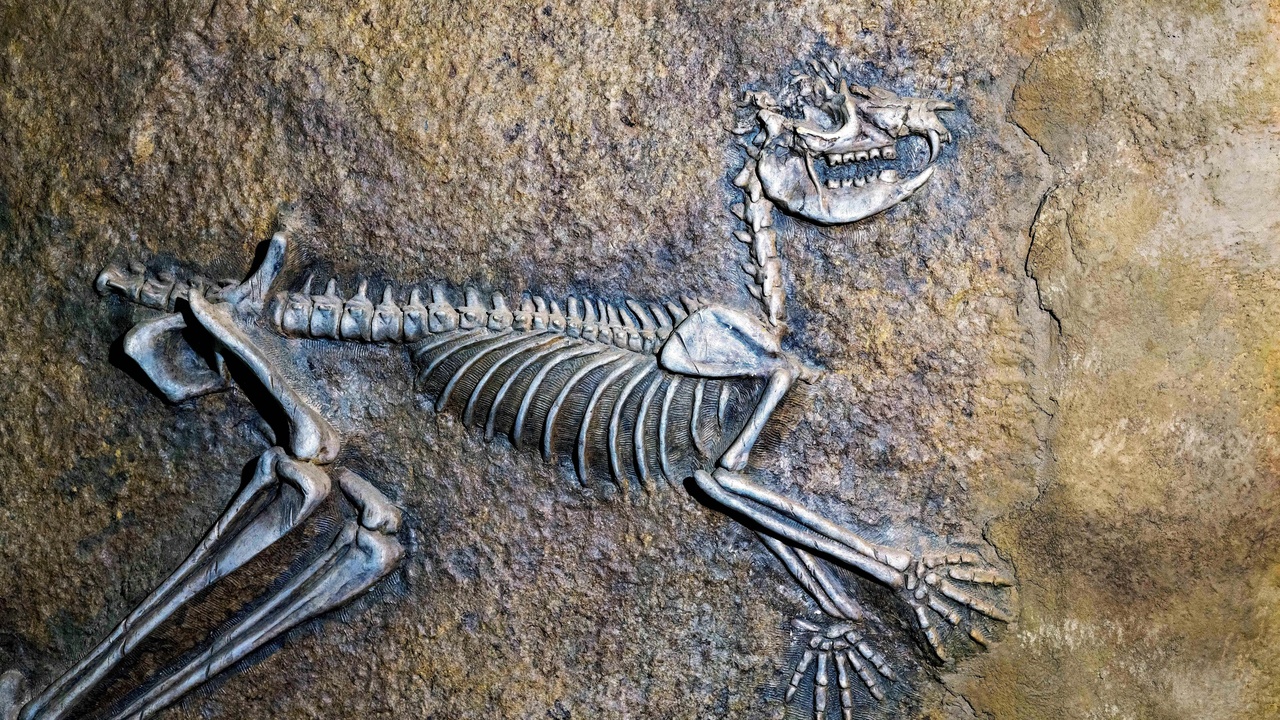Evolutionary timeline showing Cambrian and Carboniferous events related to skeletons