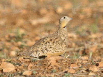 Black-bellied Sandgrouse