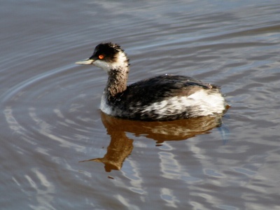 Black-necked Grebe