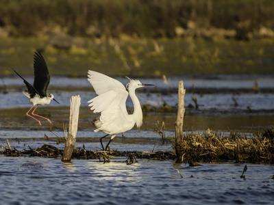 Black-winged Stilt