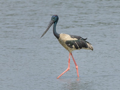 Black Stork