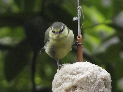 Blue Tit