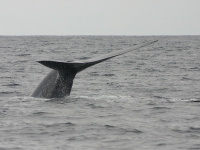 Blue Whale