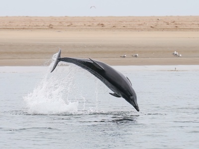 Bottlenose Dolphin
