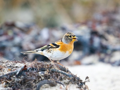 Brambling