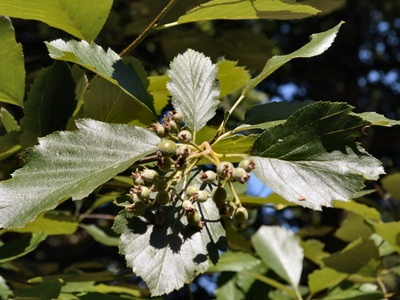 Bristol Whitebeam