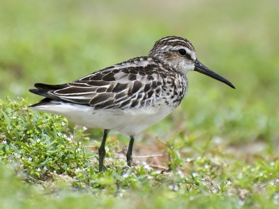Broad-billed Sandpiper
