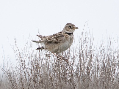 Calandra Lark