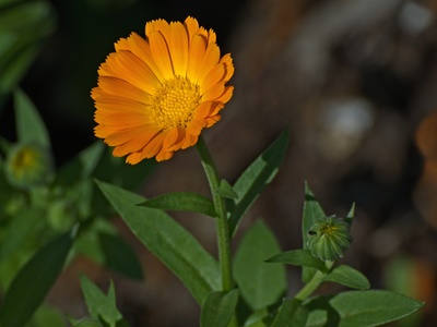 Calendula