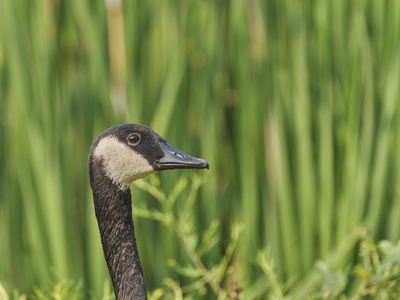Canada Goose