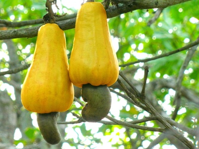 Cashews