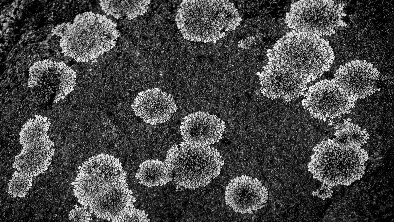 Electron micrograph comparison of bacteria and viruses with transmission modes