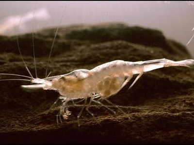 Cave Shrimp