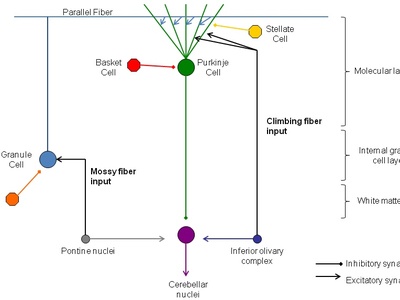 Cerebellar granule cell