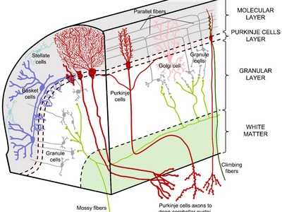 Cerebellar stellate cell