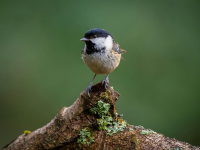 Coal Tit