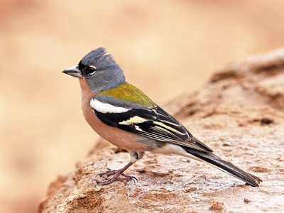 Common Chaffinch