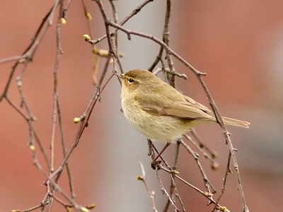 Common Chiffchaff