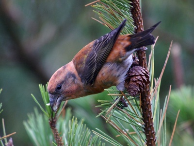 Common Crossbill