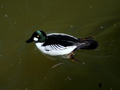 Common Goldeneye