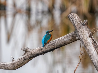 Common Kingfisher