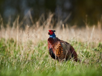 Common Pheasant