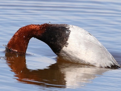 Common Pochard