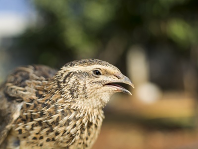 Common Quail