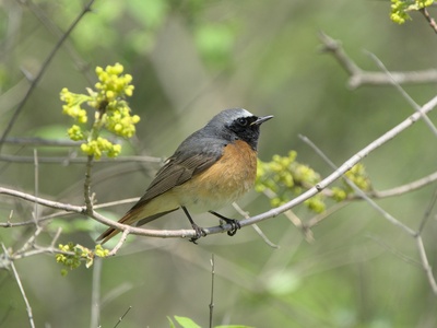 Common Redstart