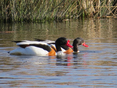 Common Shelduck