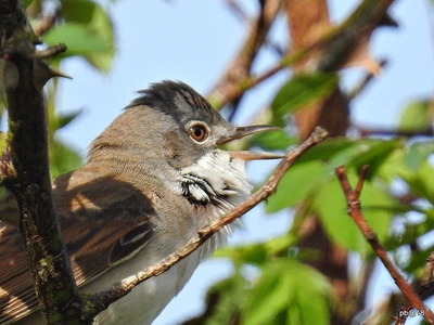 Common Whitethroat