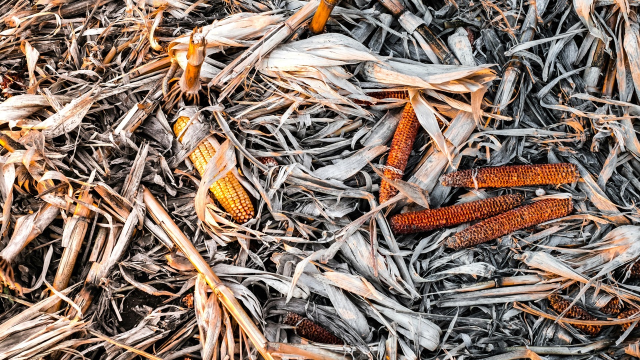 Hot compost pile temperature