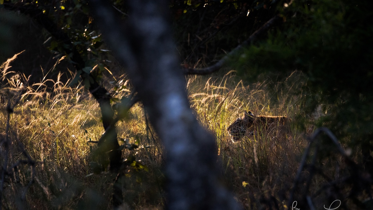 Camera-trap image of a wild tiger in a protected reserve