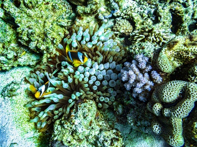 Coral Reef Herbivore-Piscivore Chain