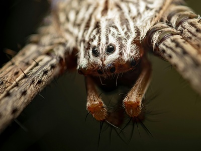 Coyle's Spider
