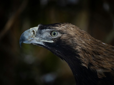 Eastern Imperial Eagle