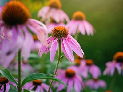 Echinacea
