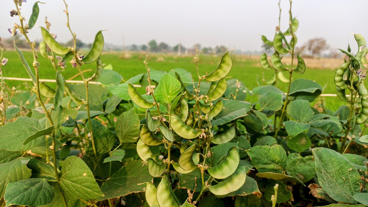 Nutrient cycling and food web interactions in a healthy coastal ecosystem
