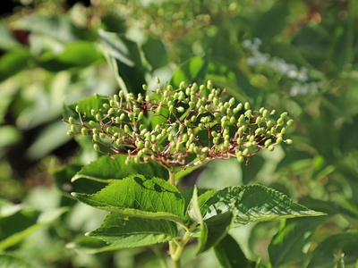 Elderberry