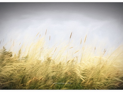 Elegant Meadow-grass