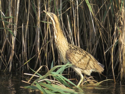 Eurasian Bittern