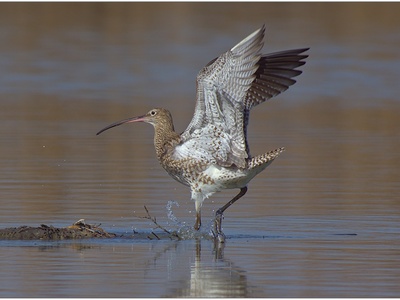 Eurasian Curlew